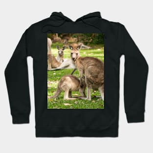 Mother Eastern Grey Kangaroo feeding Joey Hoodie